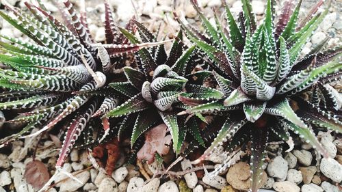 High angle view of succulent plant on field