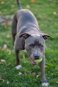 Close up of a pitbull puppy with a tennis ball in her mouth running in a green field