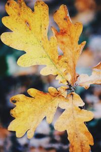 Close-up of yellow maple leaves