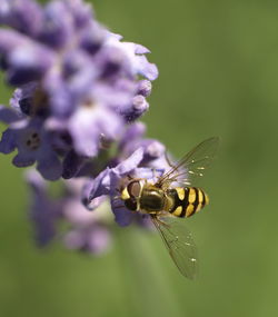 Close-up of insect on flower