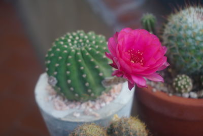 Close-up of pink cactus flower in pot