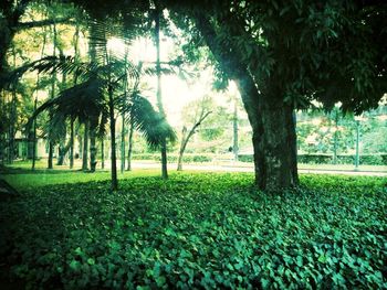 Trees growing in park