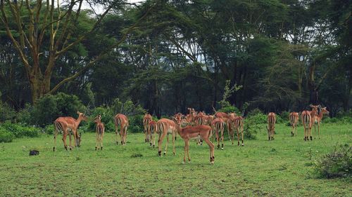 Antelopes sighting at crater lake game sanctuary, naivasha, kenya