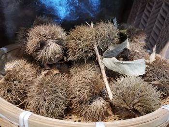 High angle view of cactus plants