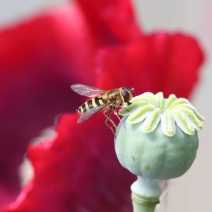 Close-up of insect on red flower