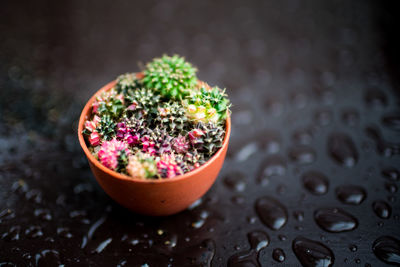 High angle view of potted plant on table