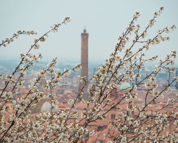 Low angle view of cherry blossoms against sky