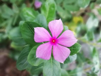 Close-up of pink flower