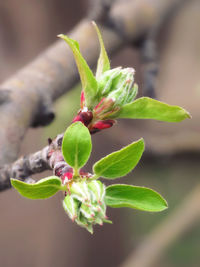 Close-up of flower bud