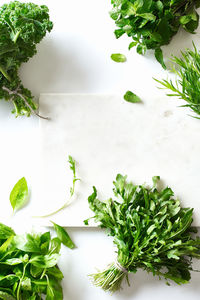 High angle view of fresh green plant in container