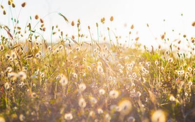 Bunny tails grass against the light. vintage lens.