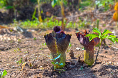 Potted plant leaves on field