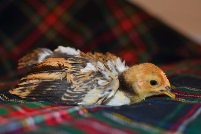 Close up of baby chicken