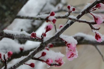 Close-up of frozen branch