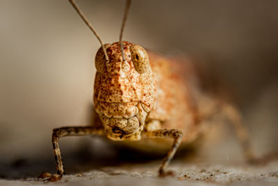 Grasshopper close-up with big eyse