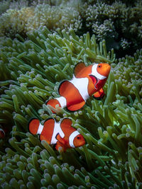 View of fish swimming in sea