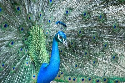 Close-up of peacock