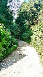 Road amidst trees on landscape