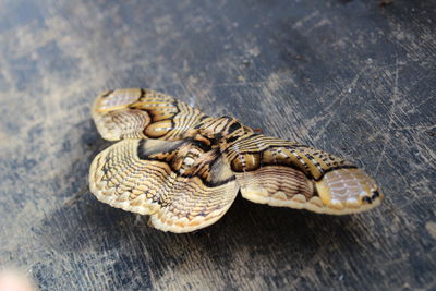 High angle view of snake on table