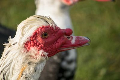 Close-up of duck