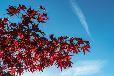 Low angle view of maple tree against sky