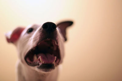 Close-up of dog against wall