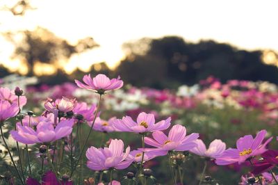 Close-up of pink flowering plants on field