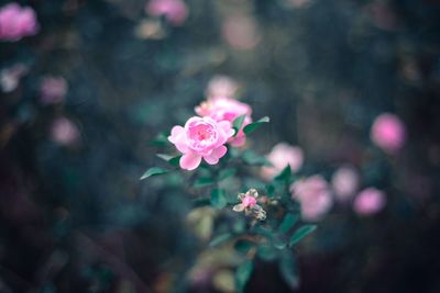 Close-up of pink flowering plant