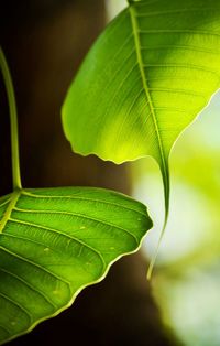 Close-up of green leaves