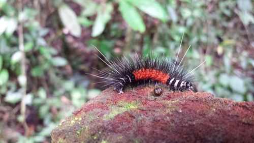 Close-up of insect