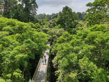 Footbridge amidst trees in forest