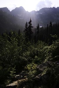 High angle view of trees in forest