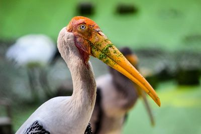 Close-up of bird looking away