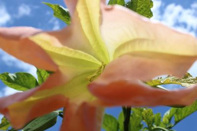 Close-up of plant against blurred background