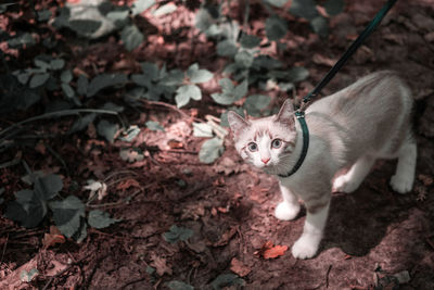 A young playful white kitten on a leash looks from below into the camera. horizontal photo