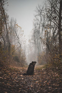 Autumn leaves on a land