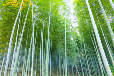 Low angle view of bamboo trees in forest