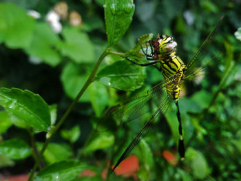 Close-up of insect on leaf