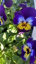 Close-up of purple flowers blooming outdoors