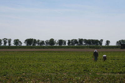 Rear view of man working in field