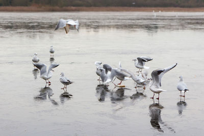 Swans on a lake during the winter months 