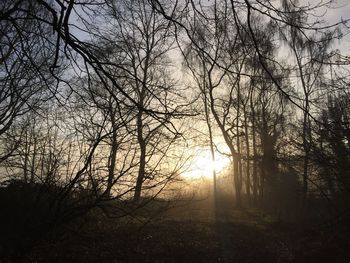 Silhouette of trees at sunset