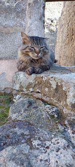 animal