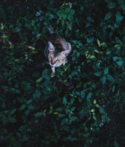 High angle view of street cat in a grass