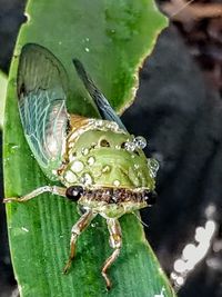 Close-up of insect on leaf