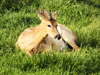 Close-up of horse on field