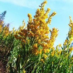 Low angle view of yellow flowers