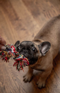 French bulldog puppy playing with pet toy