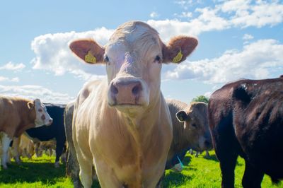 Cows on field