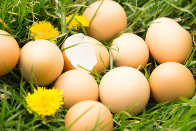 Close-up of eggs on grassy field